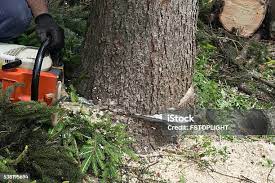 Best Root Management and Removal  in Pine Ridge At Crestwood, NJ