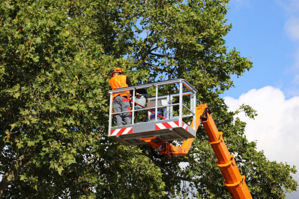 Best Tree Removal  in Pine Ridge At Crestwood, NJ