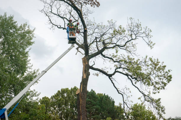 Best Tree Preservation Services  in Pine Ridge At Crestwood, NJ