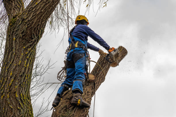 Best Tree and Shrub Care  in Pine Ridge At Crestwood, NJ