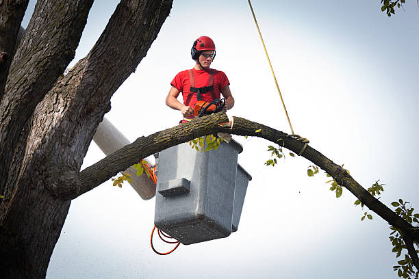Best Tree Health Inspection  in Pine Ridge At Crestwood, NJ