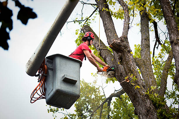 Best Commercial Tree Services  in Pine Ridge At Crestwood, NJ