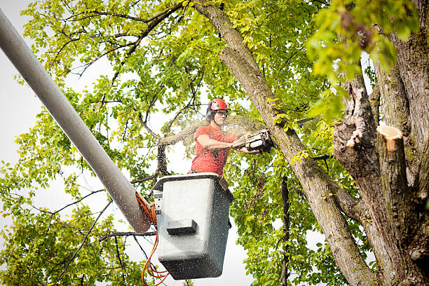 Best Firewood Processing and Delivery  in Pine Ridge At Crestwood, NJ